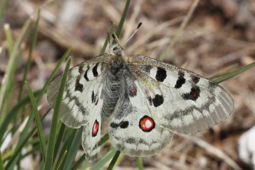Réf. 241 706 : Parnassius apollo